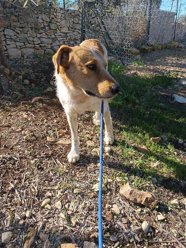 Kiss, giovane meticcio 3 anni e mezzo Foto 5